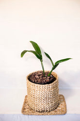 Rhaphidophora discolor sp. Papua